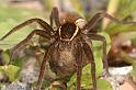 Dolomedes_fimbriatus_D5096_Z_90_Canal du Nivernais_Frankrijk